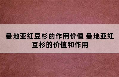 曼地亚红豆杉的作用价值 曼地亚红豆杉的价值和作用